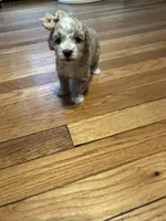 Small mini , a female Poodle - Miniature  for sale in Hamden, CT – 3 of 3