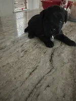 Yorkipoo, a female Yorkipoo for sale in Hamden, CT – Photo 2 of 3