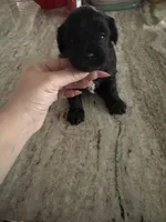 Yorkipoo, a female Yorkipoo for sale in Hamden, CT – Photo 3 of 3