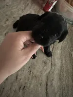 Yorkipoo, a female Yorkipoo for sale in Hamden, CT – Photo 1 of 3