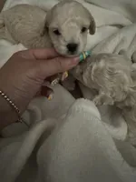 Toy poodle male , a male Poodle - Toy  for sale in Hamden, CT – 2 of 3