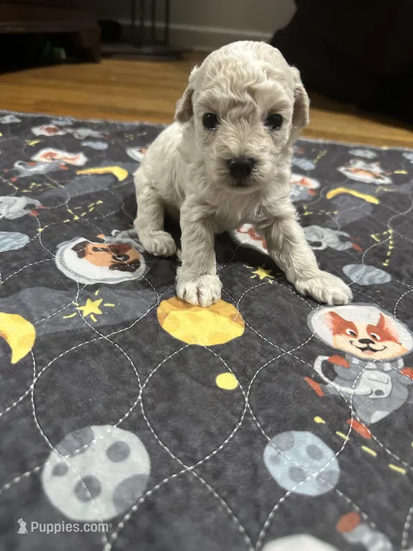 Small mini boy – Poodle - Miniature  puppy for sale in Hamden, CT