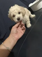 Poodle boy , a male Poodle - Toy  for sale in Hamden, CT – 2 of 5