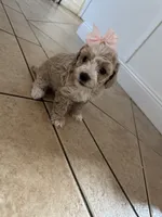 Toy poodle female , a female Poodle - Toy  for sale in Hamden, CT – 2 of 4