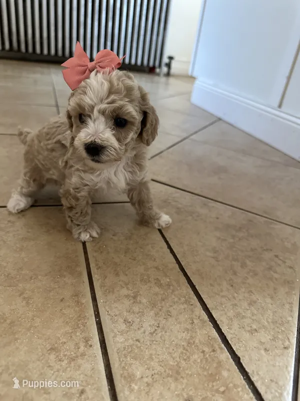 Female toy poodle – Poodle - Toy  puppy for sale in Hamden, CT