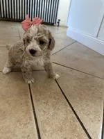 Female toy poodle, a female Poodle - Toy  for sale in Hamden, CT – 1 of 5