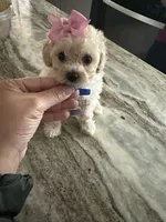 Toy poodle , a female Poodle - Toy  for sale in Hamden, CT – 4 of 4