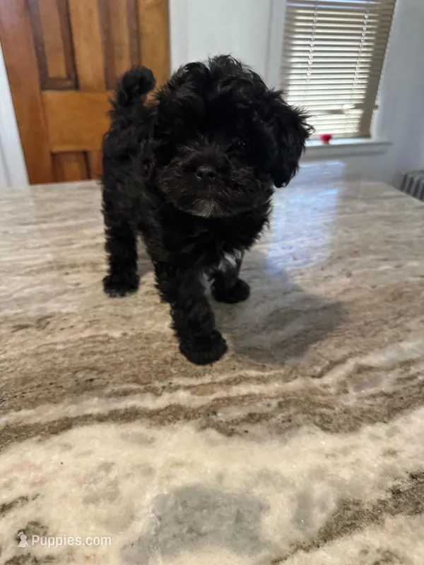 Toy Yorkipoo girl  – Yorkipoo puppy for sale in Hamden, CT