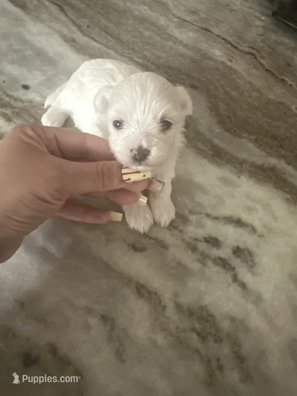 Maltipoo – Maltipoo puppy for sale in Hamden, CT