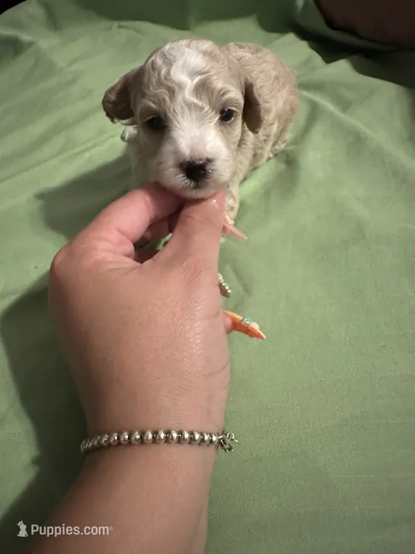 Female – Poodle - Miniature  puppy for sale in Hamden, CT