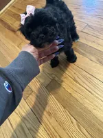 Toy Yorkipoo girl , a female Yorkipoo for sale in Hamden, CT – Photo 5 of 5