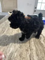 Toy Yorkipoo girl , a female Yorkipoo for sale in Hamden, CT – Photo 3 of 5