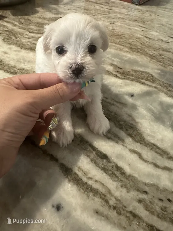 Toy Maltipoo girl – Maltipoo puppy for sale in Hamden, CT
