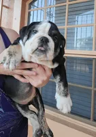 Roscoe , a male English Bulldog for sale in Hollywood, FL – Photo 2 of 3
