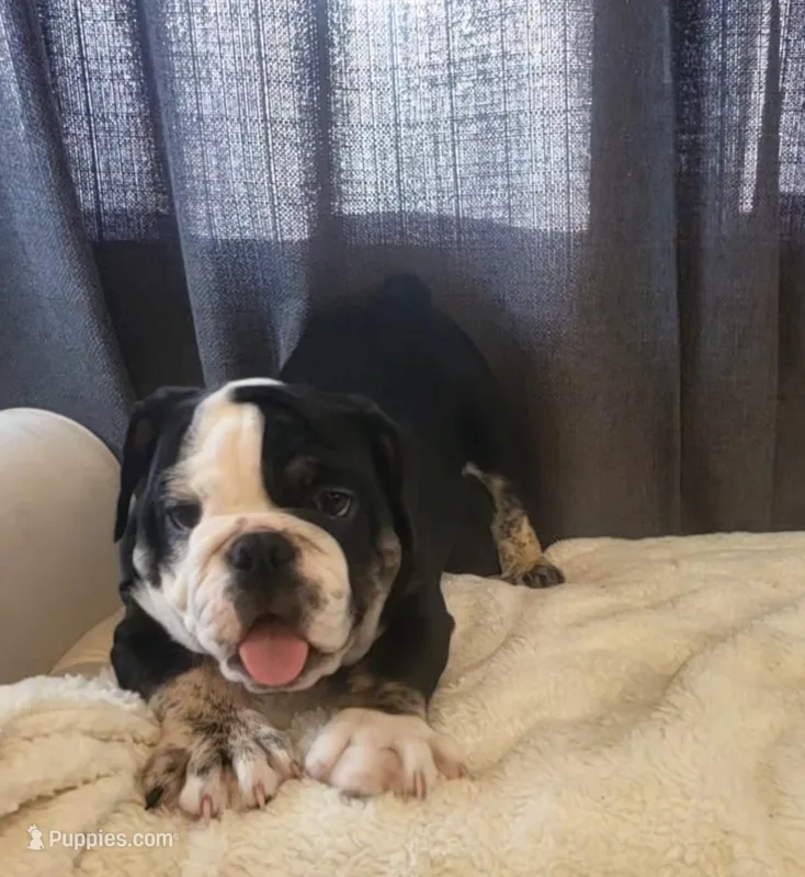 Roscoe  – English Bulldog puppy for sale in Hollywood, FL