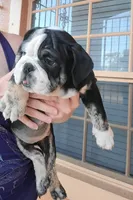 Roscoe , a male English Bulldog for sale in Hollywood, FL – Photo 3 of 3