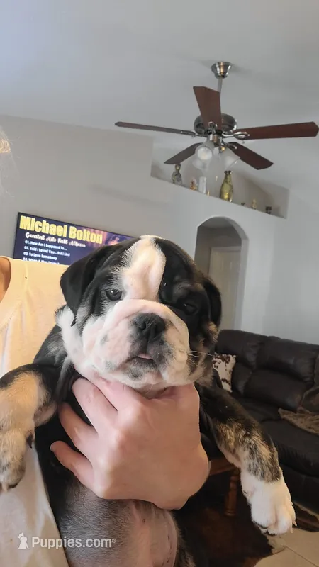 Roscoe , a male English Bulldog for sale in Fort Myers Beach, FL – Photo 1 of 3