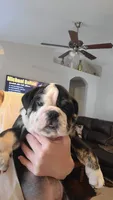 Roscoe , a male English Bulldog for sale in Fort Myers Beach, FL – Photo 1 of 3