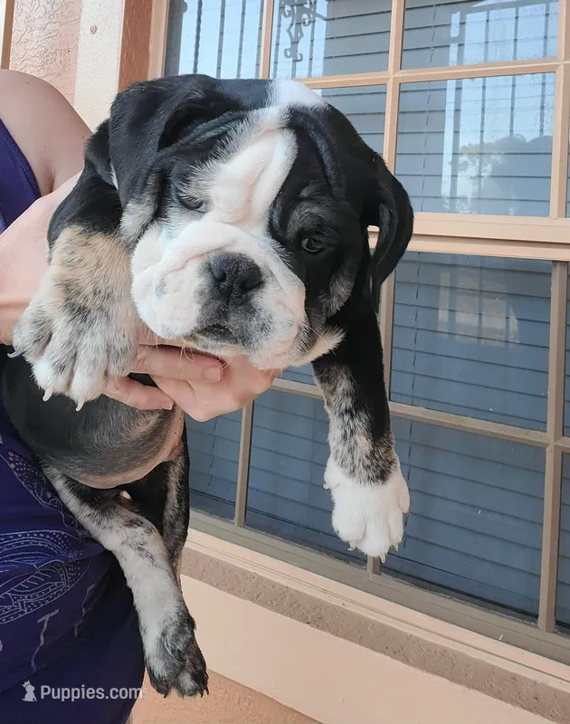 Roscoe  – English Bulldog puppy for sale in Fort Myers Beach, FL