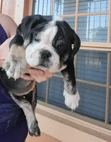 Roscoe , a male English Bulldog for sale in Hollywood, FL – Photo 1 of 3