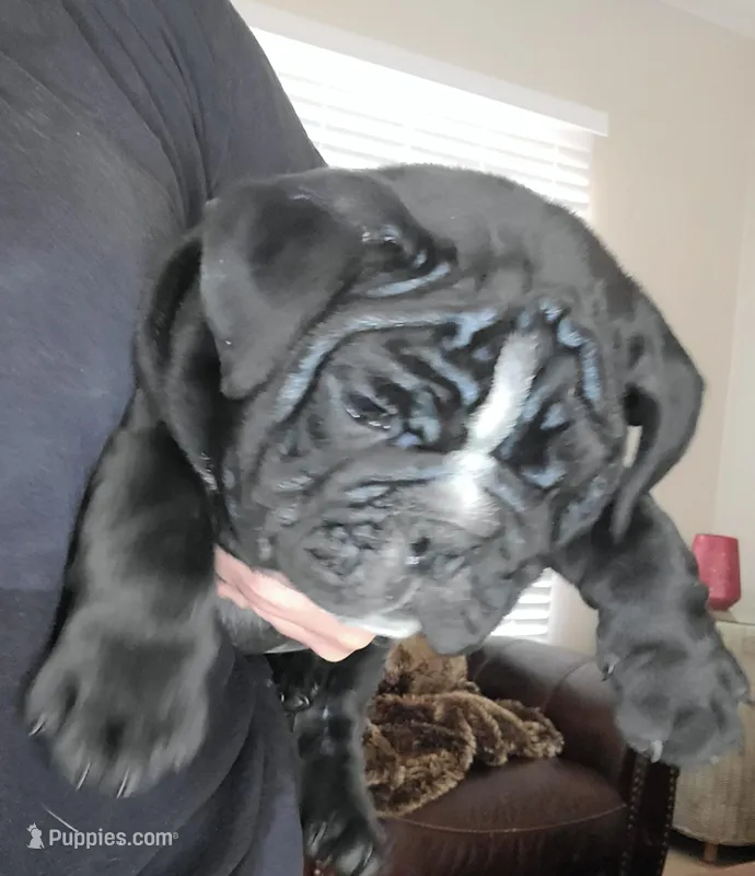Zeus – English Bulldog puppy for sale in Fort Myers Beach, FL
