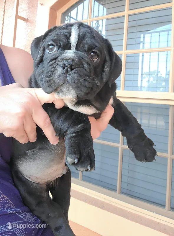 Zeus – English Bulldog puppy for sale in Fort Myers Beach, FL