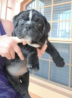 Zeus, a male English Bulldog for sale in Hollywood, FL – Photo 1 of 3