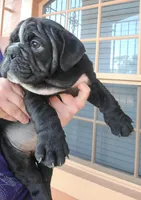 Zeus, a male English Bulldog for sale in Hollywood, FL – Photo 3 of 3