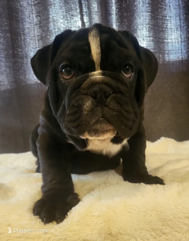 Zeus – English Bulldog puppy for sale in Hollywood, FL