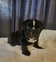 Zeus, a male English Bulldog for sale in Hollywood, FL – Photo 2 of 3