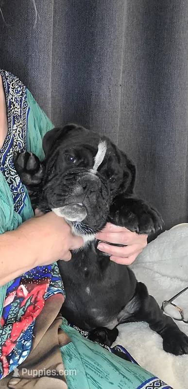 Zeus – English Bulldog puppy for sale in Hollywood, FL