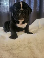 Zeus, a male English Bulldog for sale in Hollywood, FL – Photo 3 of 3