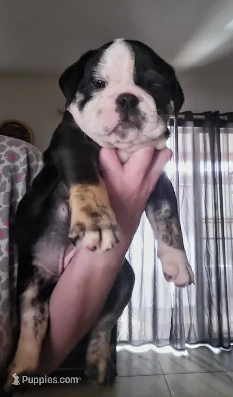 Roscoe, a male English Bulldog for sale in Fort Myers Beach, FL – Photo 1 of 1