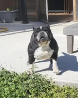 Cookie , a female American Bully for sale in Fort Myers Beach, FL – Photo 4 of 4