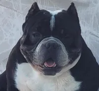 Cookie , a female American Bully for sale in Fort Myers Beach, FL – Photo 1 of 4