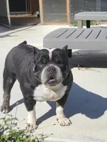 Cookie , a female American Bully for sale in Fort Myers Beach, FL – Photo 2 of 4