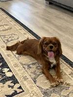 Lowsi, a female Cavalier King Charles Spaniel for sale in ,  – 3 of 4