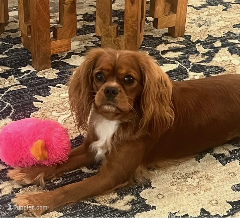 Lowsi – Cavalier King Charles Spaniel puppy for sale in 