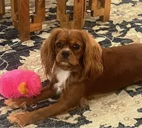 Lowsi, a female Cavalier King Charles Spaniel for sale in ,  – 1 of 4