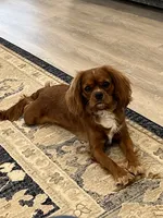 Lowsi, a female Cavalier King Charles Spaniel for sale in ,  – 2 of 4