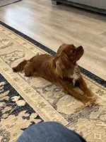 Lowsi, a female Cavalier King Charles Spaniel for sale in ,  – 4 of 4