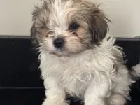 Spike , a male Shichon for sale in Joliet, IL – 2 of 5