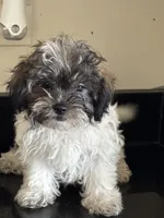 BREMMI , a female Shichon for sale in Joliet, IL – 2 of 5