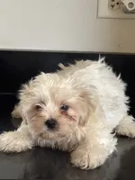 Whitney , a female Shichon for sale in Joliet, IL – 2 of 5