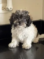 BREMMI , a female Shichon for sale in Joliet, IL – 4 of 5
