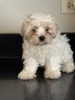 Whitney , a female Shichon for sale in Joliet, IL – 3 of 5