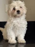 Delilah , a female Shichon for sale in Joliet, IL – 2 of 5