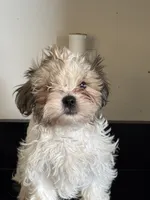 Spike , a male Shichon for sale in Joliet, IL – 1 of 5