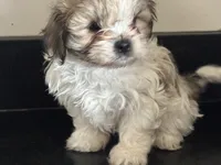 Spike , a male Shichon for sale in Joliet, IL – 5 of 5