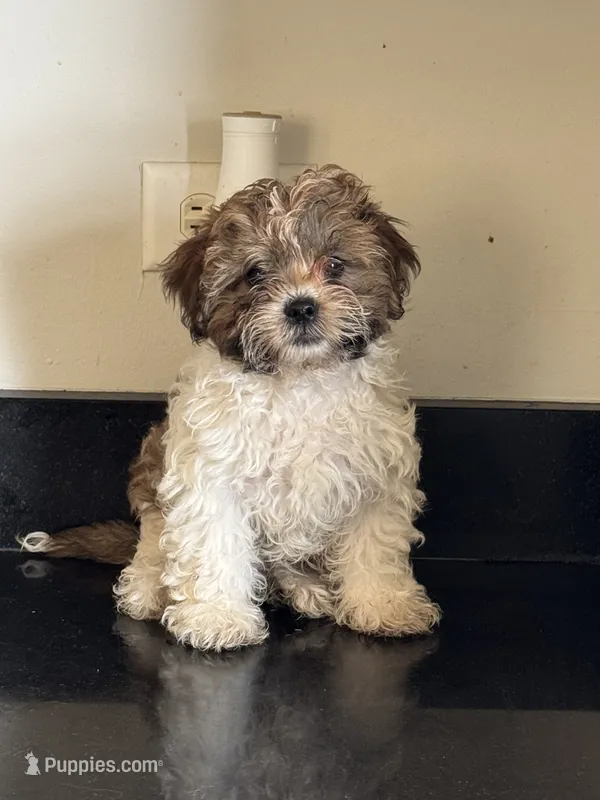 Tiramisu (Terry)  – Shichon puppy for sale in Joliet, IL